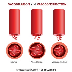 Vasodilation and vasoconstriction, Blood vessels comparison Vector illustration.