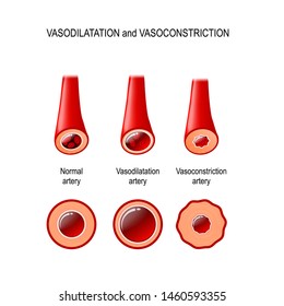 vasodilation and vasoconstriction. A comparison illustration of normal, constricted, and dilated blood vessels
