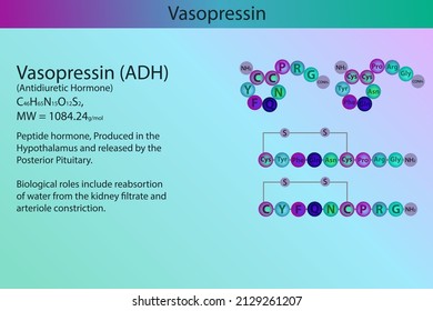 Vasopresina estructura e infografía de péptido de hormona ADH con información corta sobre el papel biológico sobre el fondo morado.