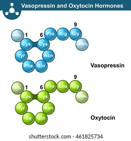 Vasopressin And Oxytocine Hormones, 3d Illsutration, Ball And Stick Style, Vector On White Background, Eps 10