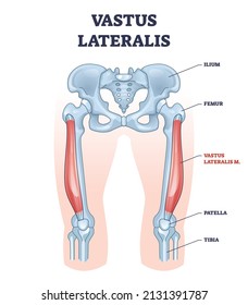 Vastus Lateralis Muscle Location And Hip Or Leg Skeletal Bone Outline Diagram. Labeled Educational Human Hip Scheme With Anatomical Ilium, Femur, Patella And Tibia Body Parts Vector Illustration.