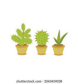 veator image of three green succulents