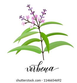 Vebena flower in flat style. Hand written text. Vector