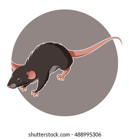 Vecor image of the Isometric rat icon