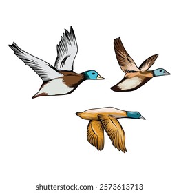 vector 3 bird ducks flying, design elements