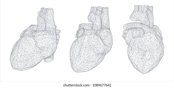 vector 3d human heart from lines and dots