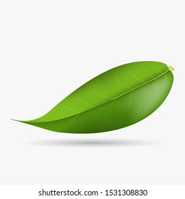 Vector 3d illustration of green tea leaf on a white background. Element for design of tea products