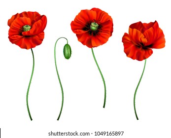 vector 3d illustration of a set of red poppy flowers for design