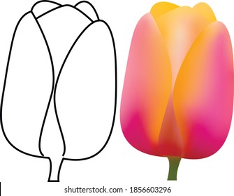 Vector - 3d and line illustration of a tulip. Gradient.