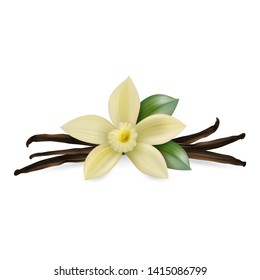 Vector 3d Realistic Composition with Sweet Scented Fresh Vanilla Flower with Dried Seed Pods and Leaves Set Closeup Isolated on White Background. Distinctive Flavoring, Culinary Concept. Design