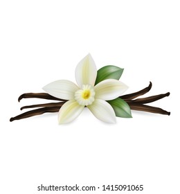 Vector 3d Realistic Composition with Sweet Scented Fresh Vanilla Flower with Dried Seed Pods and Leaves Set Closeup Isolated on White Background. Distinctive Flavoring, Culinary Concept. Front View