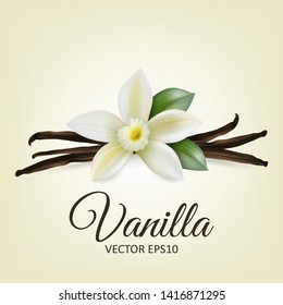 Vector 3d Realistic Composition with Sweet Scented Fresh Vanilla Flower with Dried Seed Pods and Leaves Set Closeup Isolated on White Background. Distinctive Flavoring, Culinary Concept. Front View