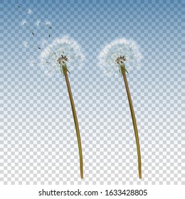 Vector 3d Realistic Dandelion Icon Set Closeup Isolated On Transparent Background. Nature Floral Spring Or Summer Concept. Botanical Floral Design Template