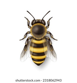 Vector 3d Realistic Detailed Honey Bee Icon Closeup Isolated on White Background. Queen Honeybee Design Template, Vector Illustration of Bee in Macro, Top VIew