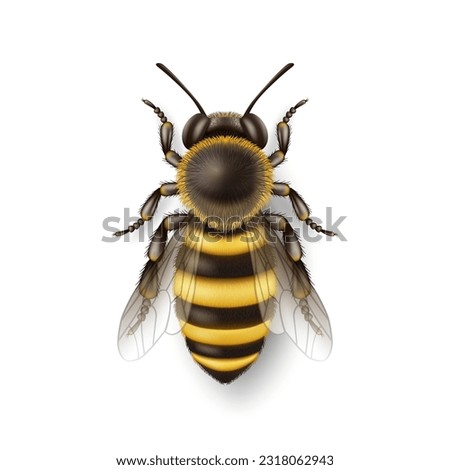 Vector 3d Realistic Detailed Honey Bee Icon Closeup Isolated on White Background. Queen Honeybee Design Template, Vector Illustration of Bee in Macro, Top VIew