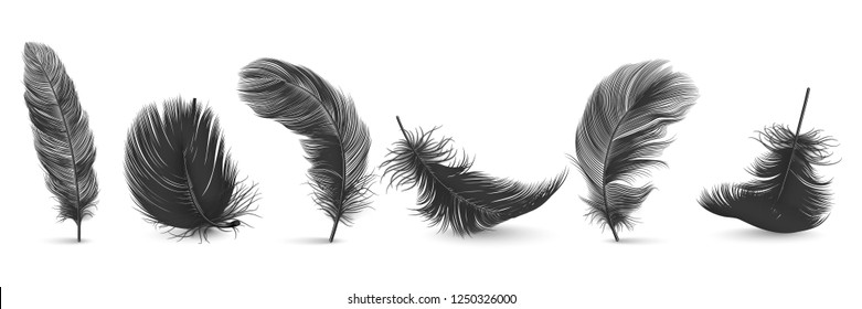 Vector 3d Realistic Different Falling Black Fluffy Twirled Feather Set Closeup Isolated on White Background. Design Template, Clipart of Angel or Bird Detailed Feather in Various Shapes - Shutterstock ID 1250326000