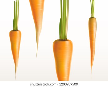 Vector 3d realistic fresh carrots isolated on white background- orange vegetables. Farm product with stem, vegetarian ripe nutrition. Bright backdrop for markets, garden shops and other sales.