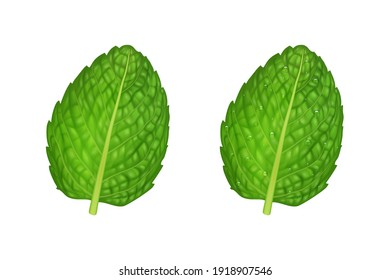 Vector 3d, Minta Fresca Verde Realista, Se Aisla en Fondo Blanco. Limpie las gotas de hojas y dew. Plantilla de diseño. Vista superior