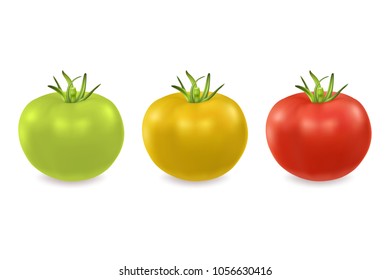 Vector 3d realistic green, yellow and red tomato icon set closeup isolated on white background. Design template, clipart for graphics
