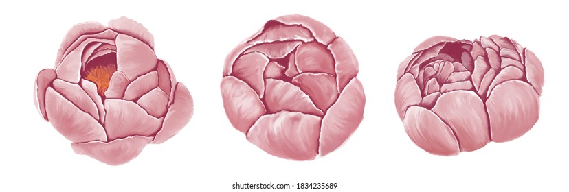 Flor de flor rosada realistas en 3D vectorial. Arte digital aislado.
