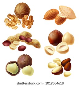 Vector 3d realistic set of various nuts, hazelnut, macadamia, peanut, almond, walnut, pine nuts, whole kernels and halves, cracked and peeled. Healthy organic diet product for vegans, vegetarians