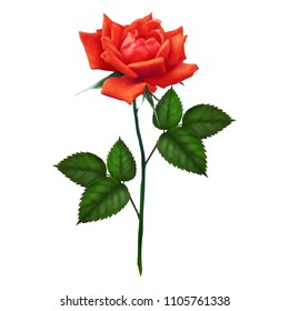 Vector 3D realistic single red rose digital clip art isolated