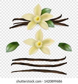 Vector 3d Realistic Sweet Scented Fresh Vanilla Flower with Dried Seed Pods and Leaves Set Closeup Isolated on Transparent Background. Distinctive Flavoring, Culinary Concept. Front View