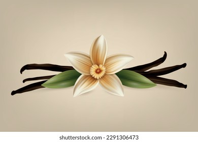 Vector 3d Realistic Sweet Scented Fresh Vanilla Flower with Dried Seed Pods and Leaves Set Closeup Isolated. Distinctive Flavoring, Culinary Concept. Front View
