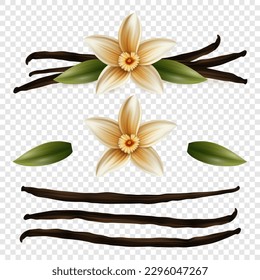 Vector 3d Realistic Sweet Scented Fresh Vanilla Flower with Dried Seed Pods and Leaves Set Closeup Isolated. Design Templates for Distinctive Flavoring, Culinary Concept. Front View