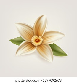 Vector 3d Flor De Vainilla Fresca Dulce Realista Con Hojas Cerradas Aisladas. Plantillas de diseño para el sabor distintivo, concepto culinario. Vista frontal