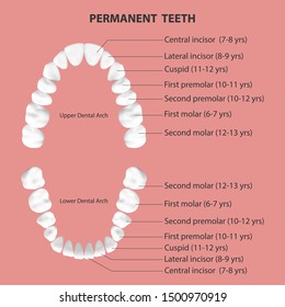 Vector 3d Realistic Teeth, Upper and Lower Adult Jaw, Top View. Anatomy Concept. Orthodontist Human Teeth Scheme, Chart. Medical Oral Health. Design Template