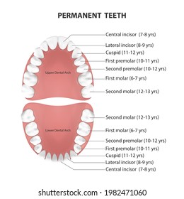 Vector 3d Realistic Teeth, Upper, Lower Adult Jaw, Top View. Anatomy Concept. Orthodontist Human Teeth Scheme. Medical Oral Health. Design Template of Prosthetics, Periodontal Disease Gums, Veneers