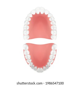 Vector 3d Realistic Teeth, Upper, Lower Adult Jaw, Top View. Anatomy Concept. Orthodontist Human Teeth Scheme. Medical Oral Health. Design Template of Prosthetics, Periodontal Disease Gums, Veneers