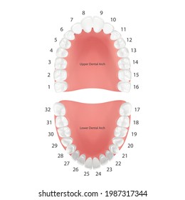 Vector 3d Realistic Teeth, Upper, Lower Adult Jaw, Top View. Anatomy Concept. Orthodontist Human Teeth Scheme. Medical Oral Health. Design Template of Prosthetics, Periodontal Disease Gums, Veneers