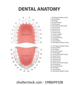 Vector 3d Realistic Teeth, Upper, Lower Adult Jaw, Top View. Anatomy Concept. Orthodontist Human Teeth Scheme. Medical Oral Health. Design Template of Prosthetics, Periodontal Disease Gums, Veneers