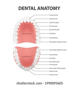 Vector 3d Realistic Teeth, Upper, Lower Adult Jaw, Top View. Anatomy Concept. Orthodontist Human Teeth Scheme. Medical Oral Health. Design Template of Prosthetics, Periodontal Disease Gums, Veneers