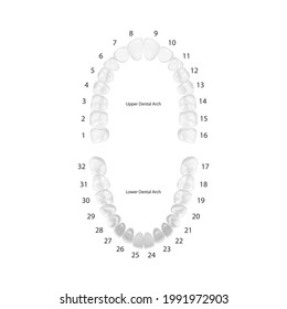 Vector 3d Realistic Teeth, Upper, Lower Adult Jaw, Top View. Anatomy Concept. Orthodontist Human Teeth Scheme Isolated. Medical Oral Health. Design Template of Prosthetics, Veneers