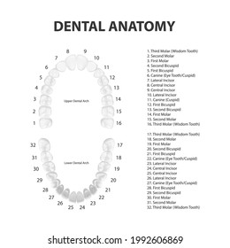 Vector 3d Realistic Teeth, Upper, Lower Adult Jaw, Top View. Anatomy Concept. Orthodontist Human Teeth Scheme Isolated. Medical Oral Health. Design Template of Prosthetics, Veneers