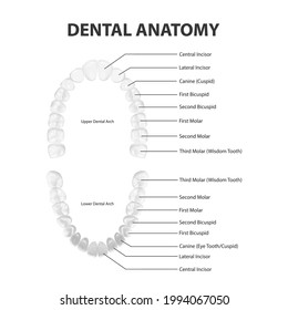 Vector 3d Realistic Teeth, Upper, Lower Adult Jaw, Top View. Anatomy Concept. Orthodontist Human Teeth Scheme Isolated. Medical Oral Health. Design Template of Prosthetics, Veneers