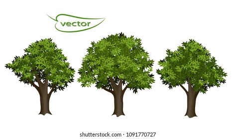 Vector 3D realistic trees with gray-brown stem and emerald green leaves divided into daytime sunlight. Set of natural forest.