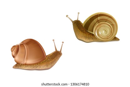 Vector 3d realistic two creeping Burgundy or Roman snails. French cuisine delicatessen, edible and farming European specie snail, skincare cosmetics ingredient. Gastropods isolated on white background