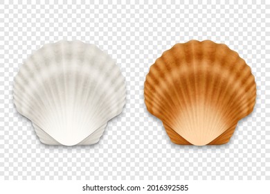 Vector 3d Realistic White and Brown Textured Closed Scallop Pearl Seashell Icon Set Closeup Isolated on Transparent Background. Sea Shell, Clam, Conch Design Template. Top View