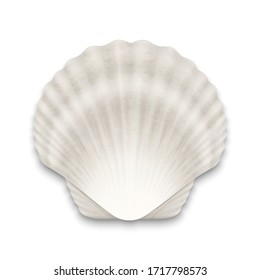 Vector 3d Realistic White Closed Scallop Pearl Seashell Icon Closeup Isolated on White Background. Design Template. Top View