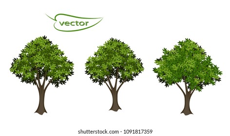 Vector 3D realistic young trees with a gray-brown thin branched trunk and emerald green leaves separated in the daytime sunlight. Set of natural forest.