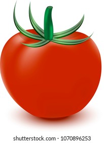 Vector 3d Tomato