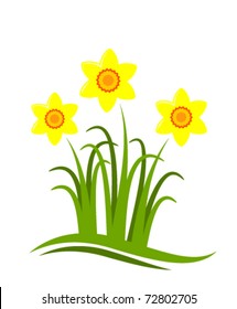 vector abstract daffodils on white background
