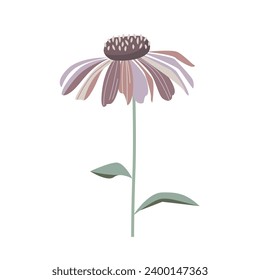 Vector abstract echinacea flower isolated on a white background. Blooming summer flower.