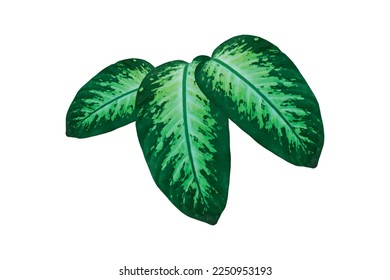 Vector abstract green leaf on white background