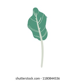 Vector abstract green tree birch like with wide foliage, symbol of nature, ecology and organic products. Forest or garden plant with summer leaves. Isolated cartoon illustration