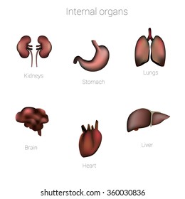 Vector abstract human internal organs set of visual 3D symbols illustration. Lungs, brains, kidneys, liver, heart and stomach medical icons set.